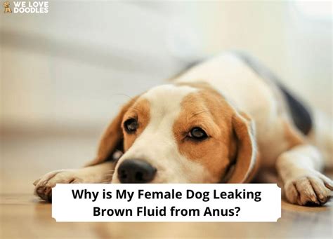 why is my dog leaking fluid|Brown Discharge from Female Dog: What It Means